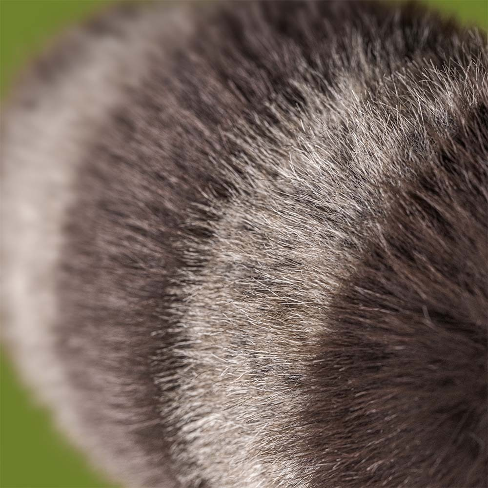 Jellycat Trixiwoo Raccoon Kuscheltier Waschbär mit neugierigem Blick süßes weiches Plüschtier